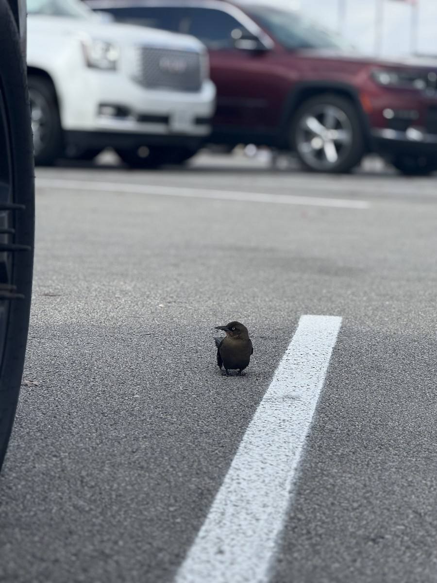 Great-tailed Grackle - ML647422792