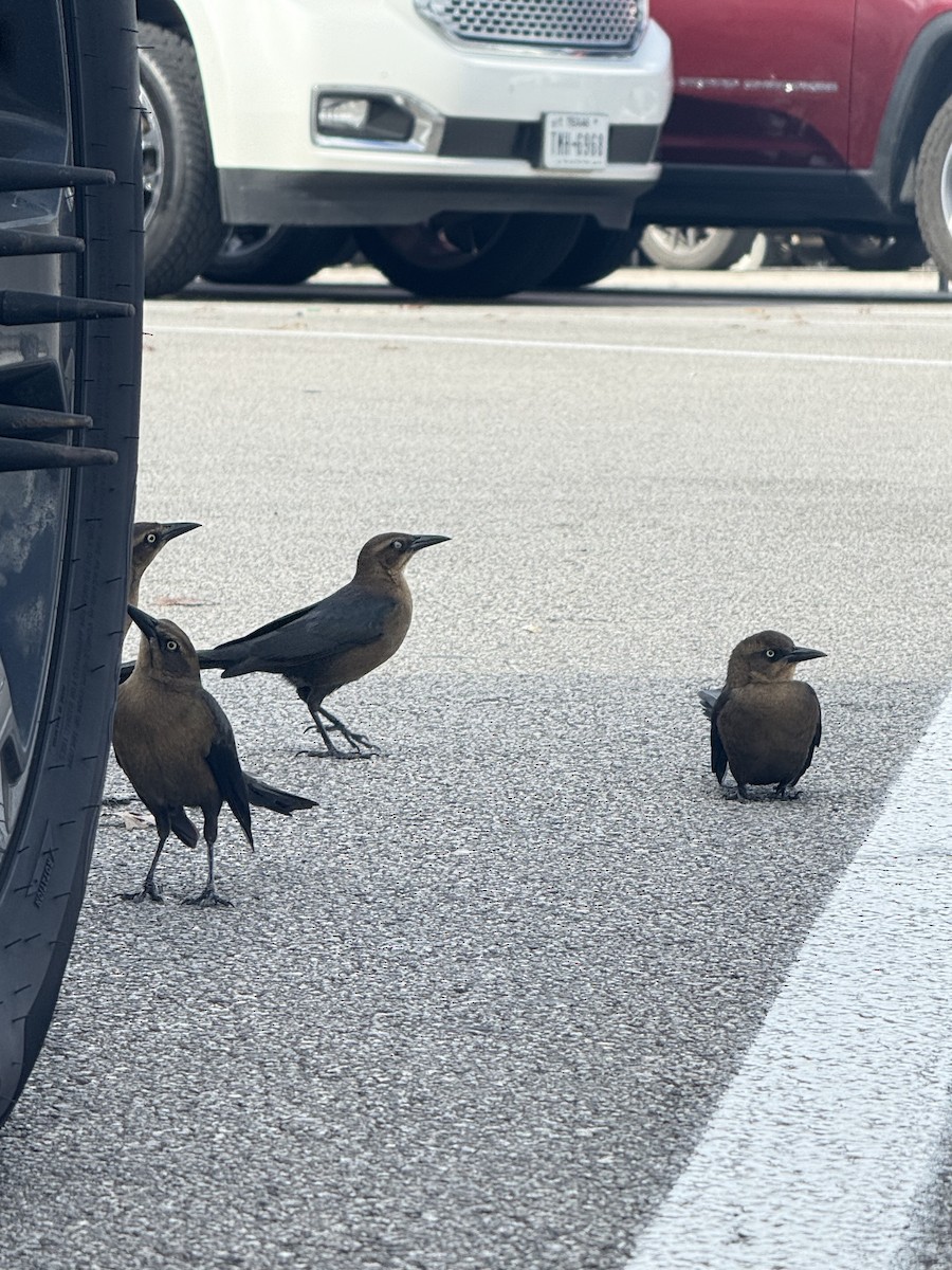 Great-tailed Grackle - ML647422793