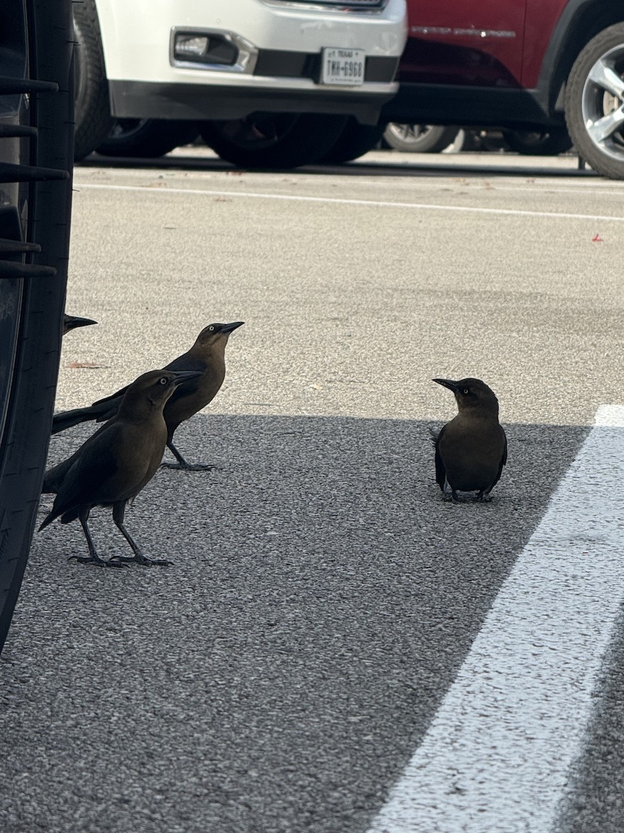 Great-tailed Grackle - ML647422794
