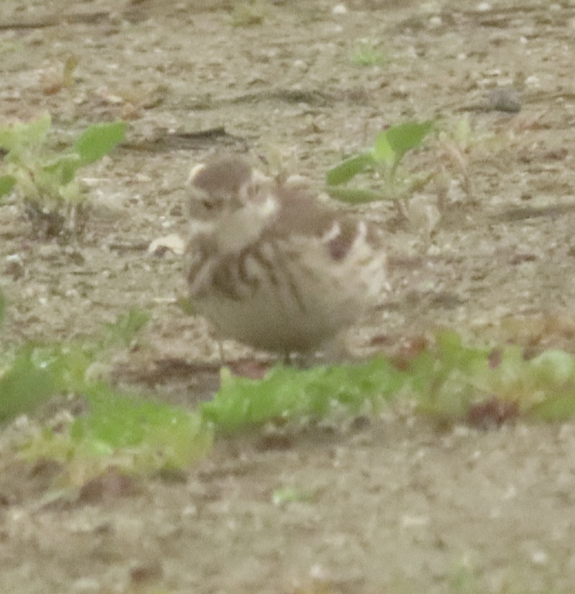 Американский конёк - ML647422799