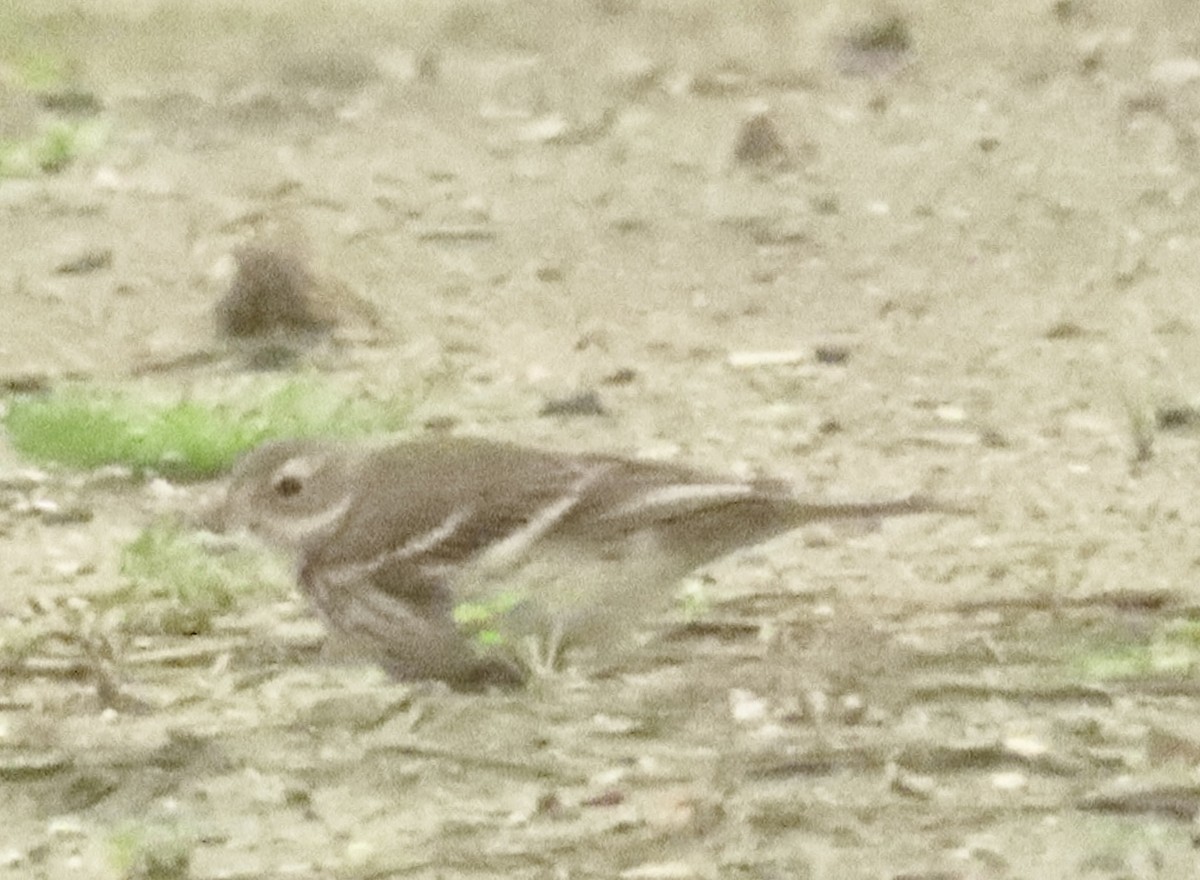 Американский конёк - ML647422801