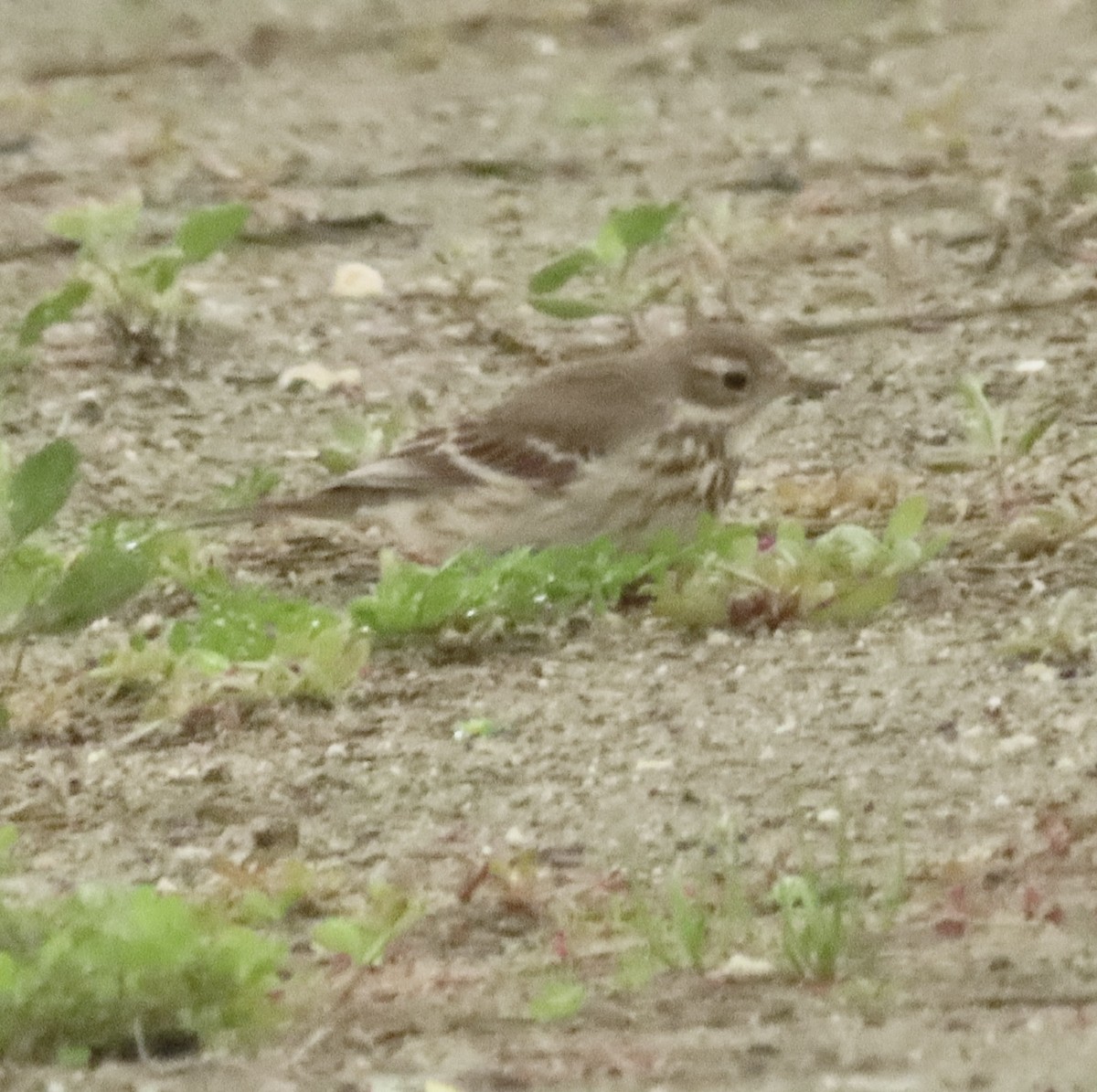 Американский конёк - ML647422802