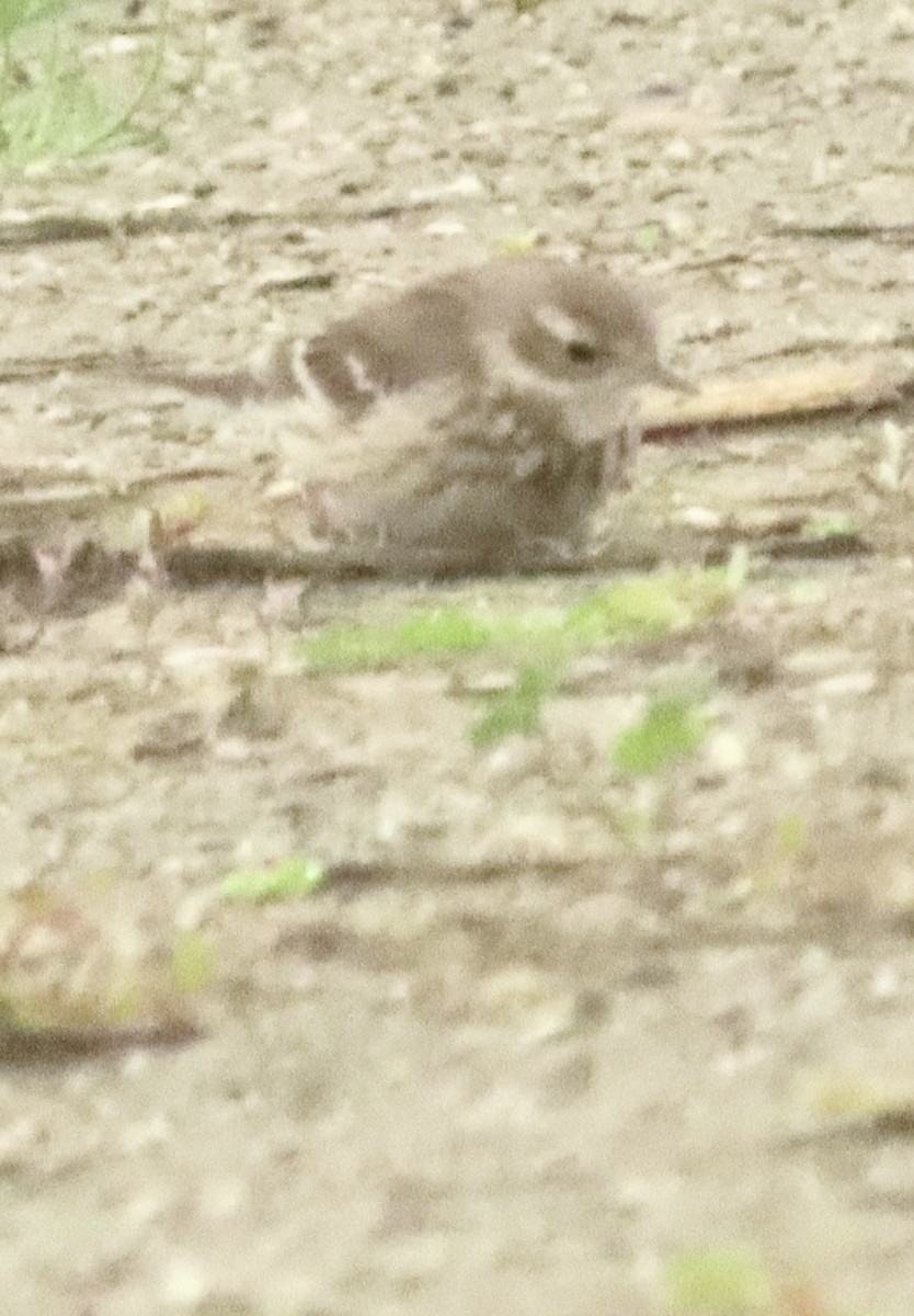 Американский конёк - ML647422803