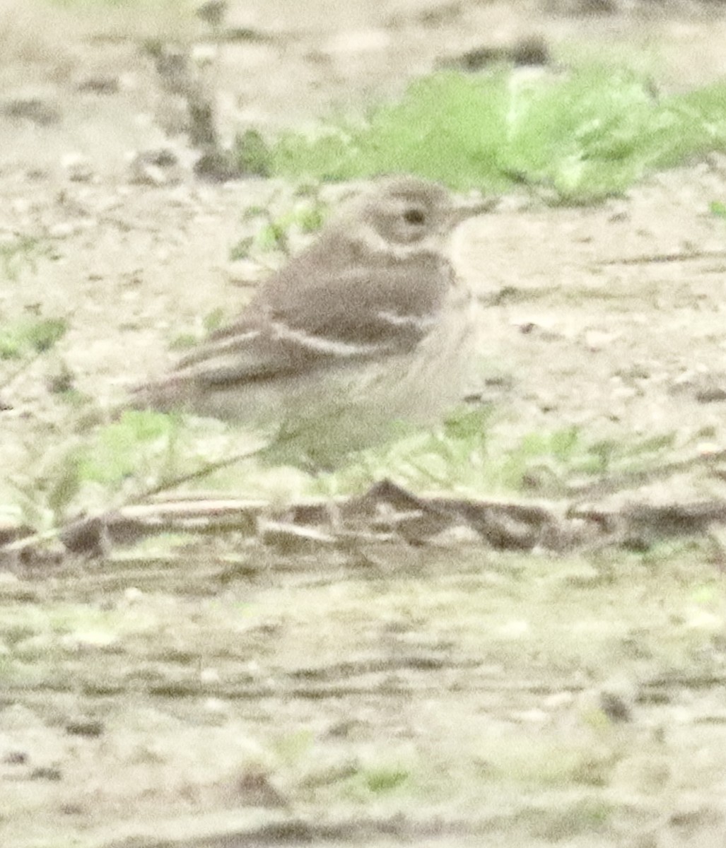 Американский конёк - ML647422804