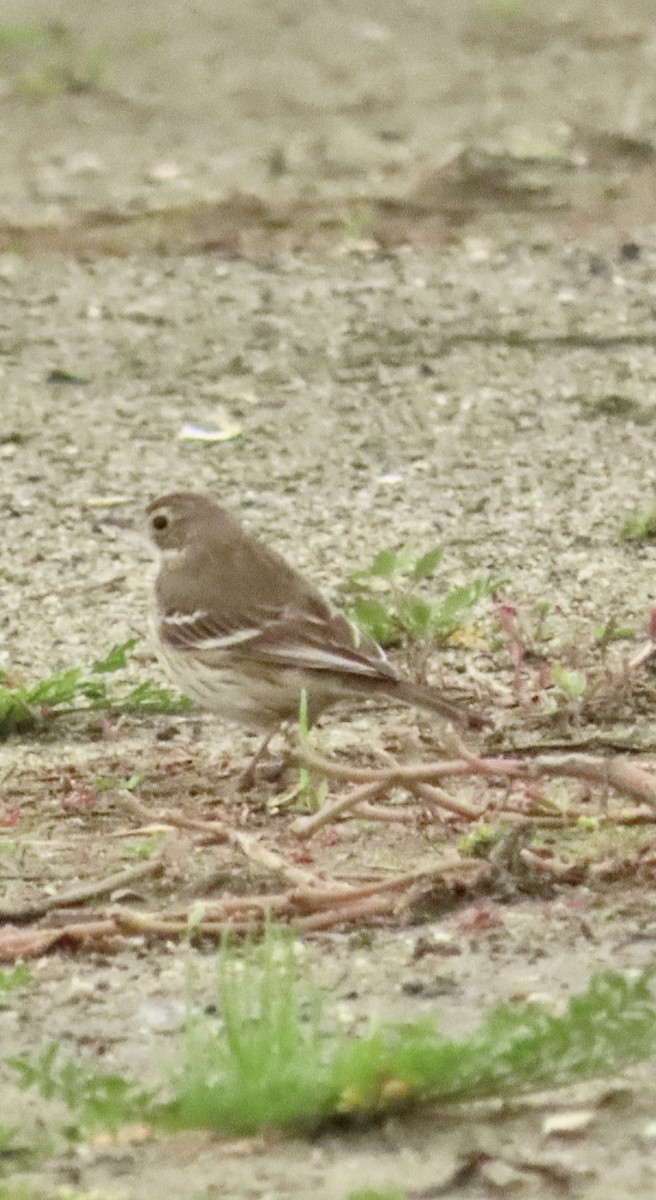 Американский конёк - ML647422805