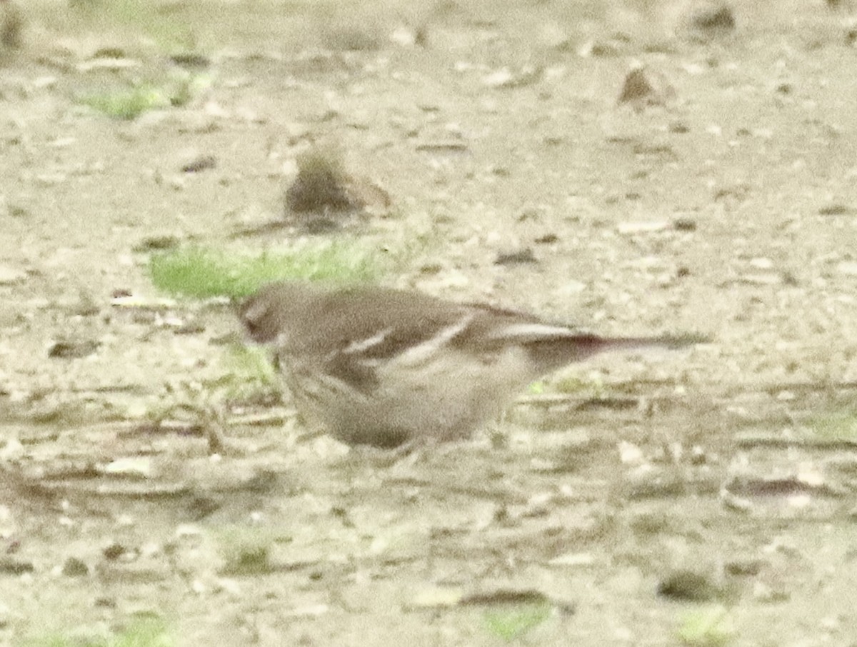 Американский конёк - ML647422806