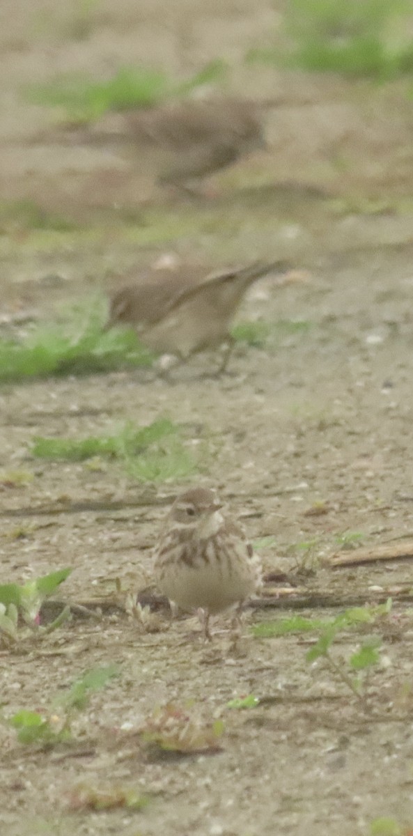 Американский конёк - ML647422807