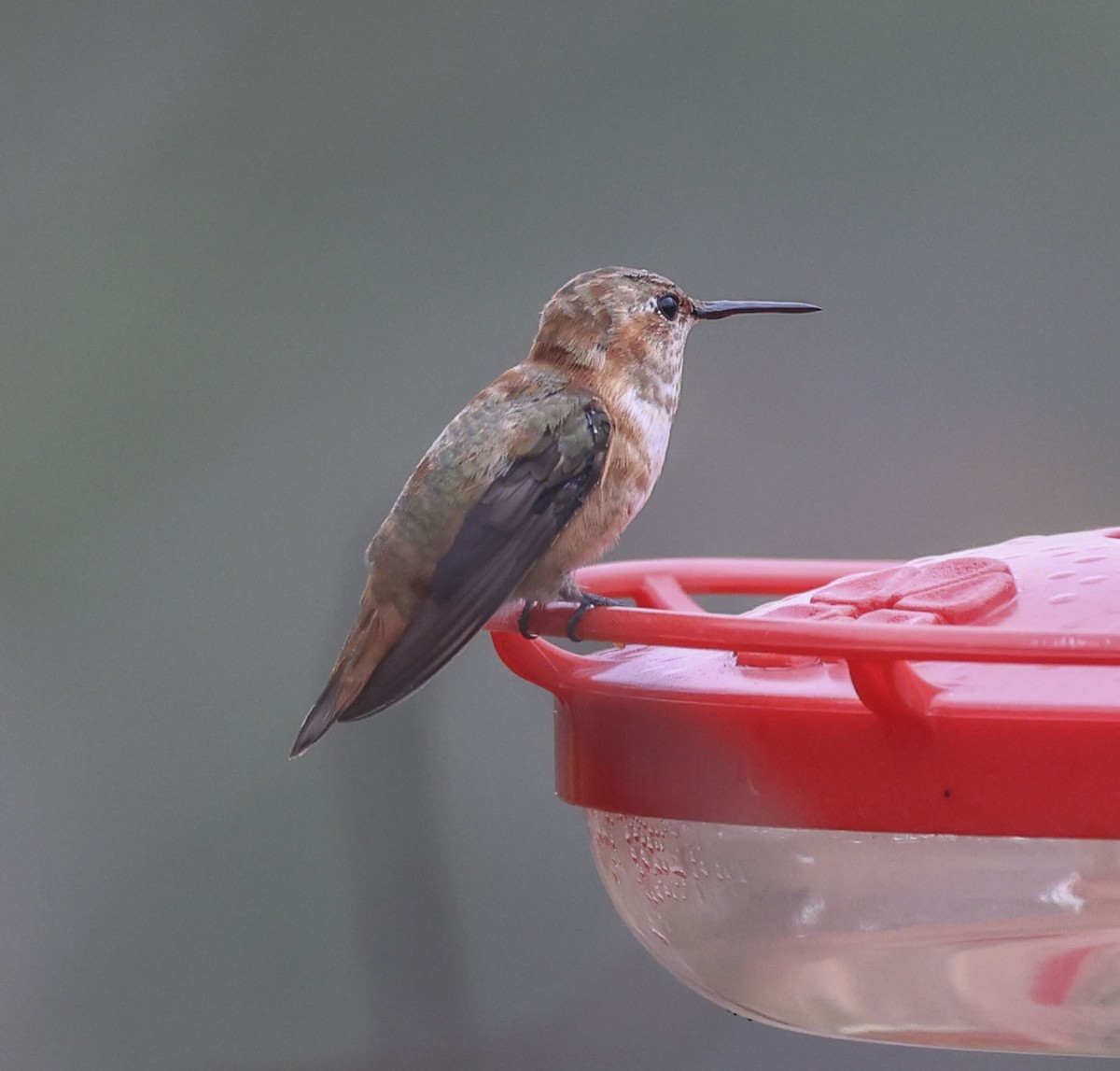 Рыжий колибри - ML647422809