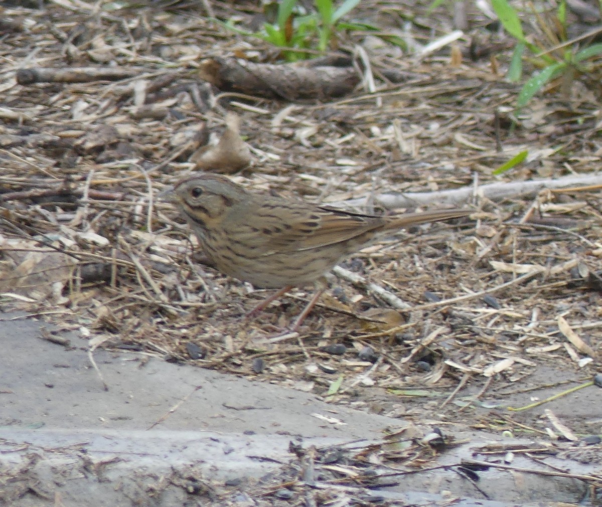 Еловая овсянка - ML647422810