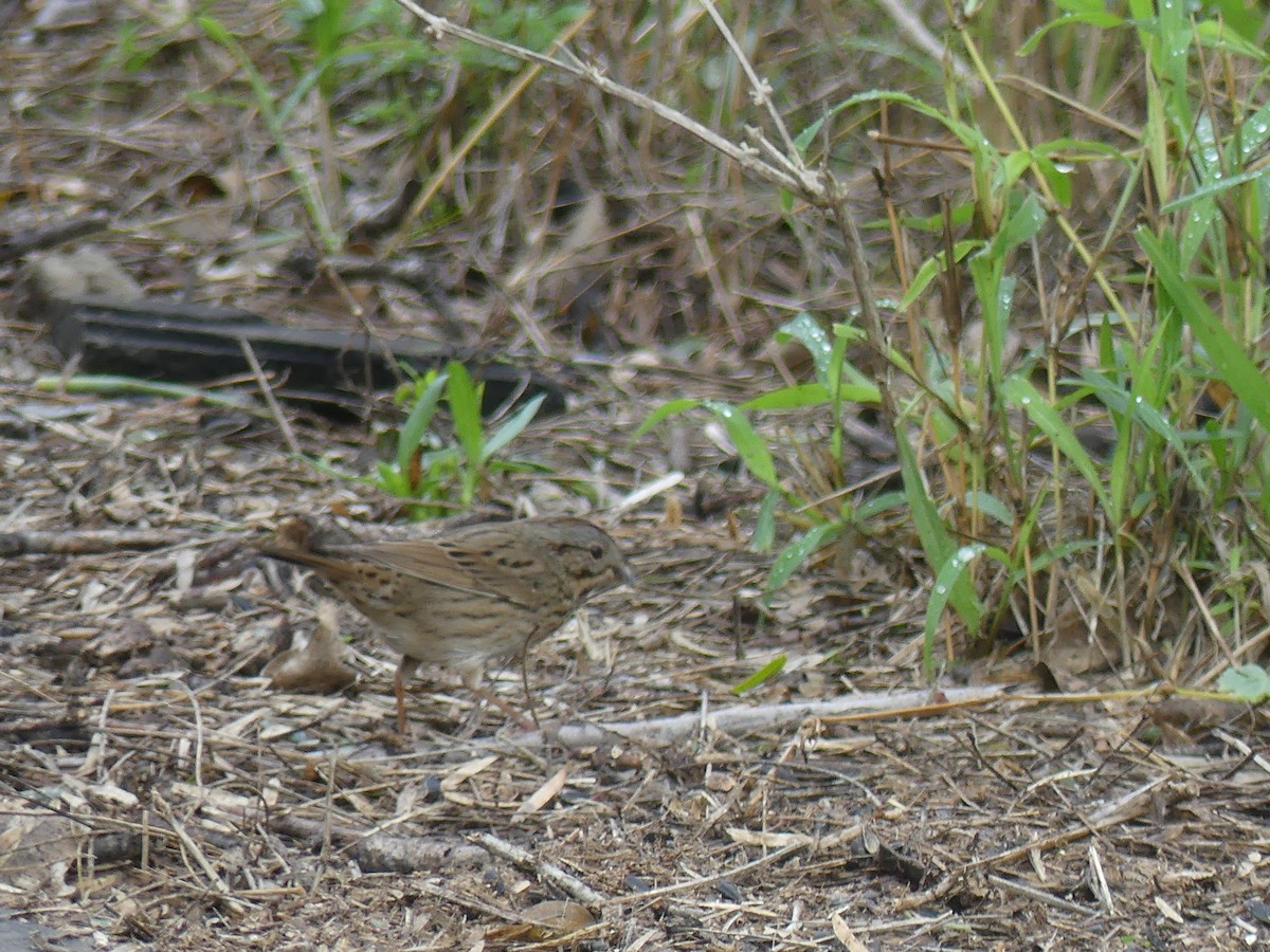 Еловая овсянка - ML647422811