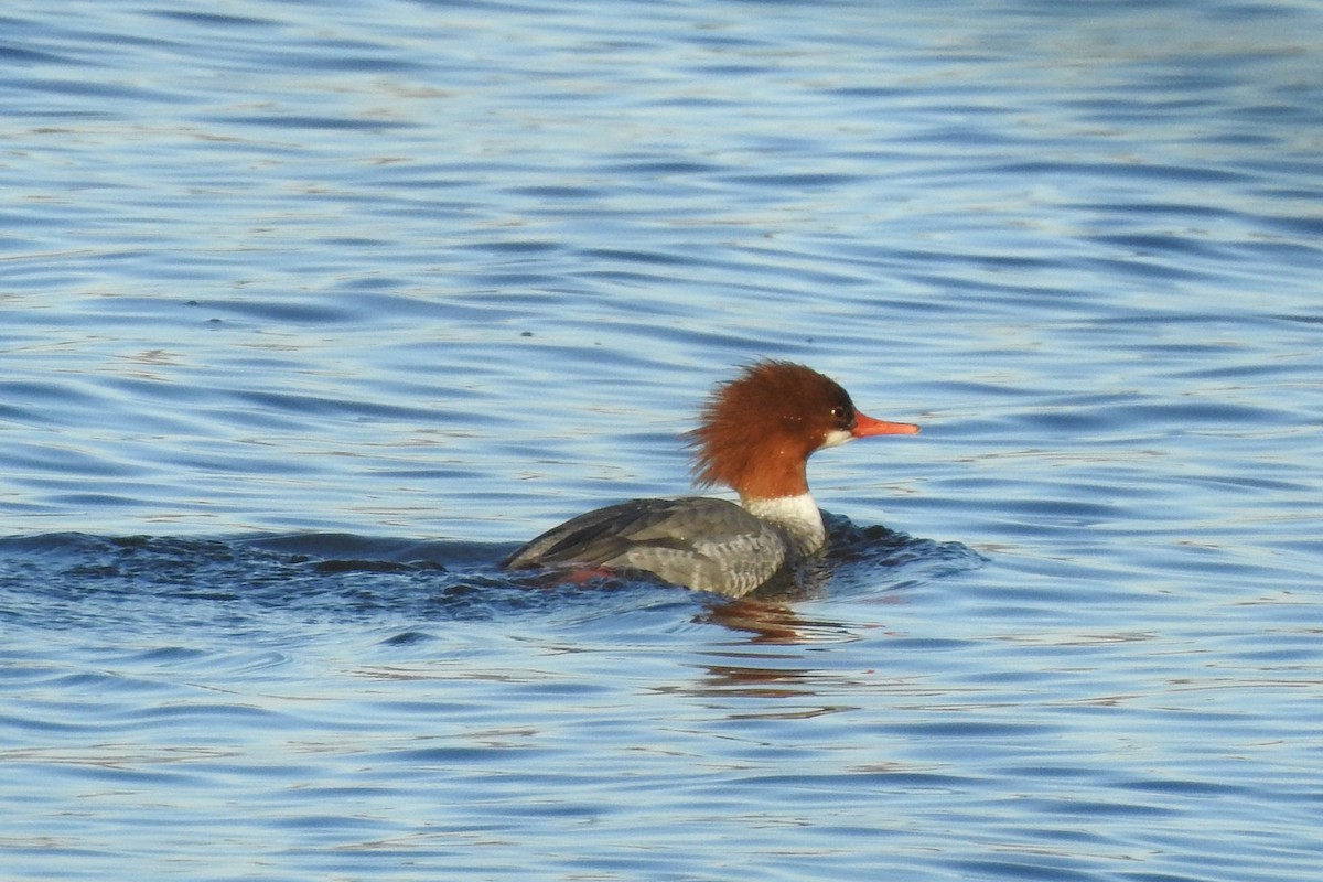 Большой крохаль - ML647422812