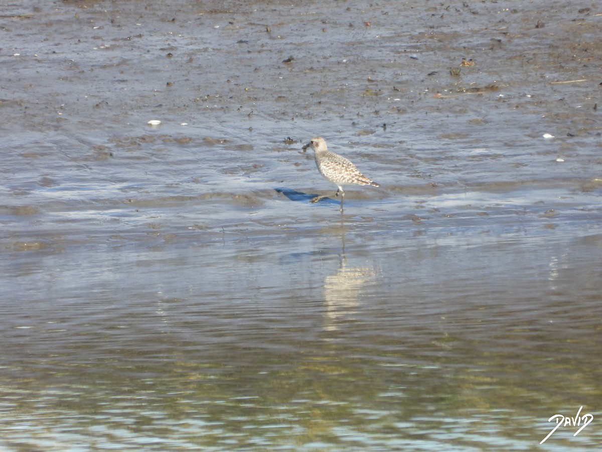 Тулес - ML647422813