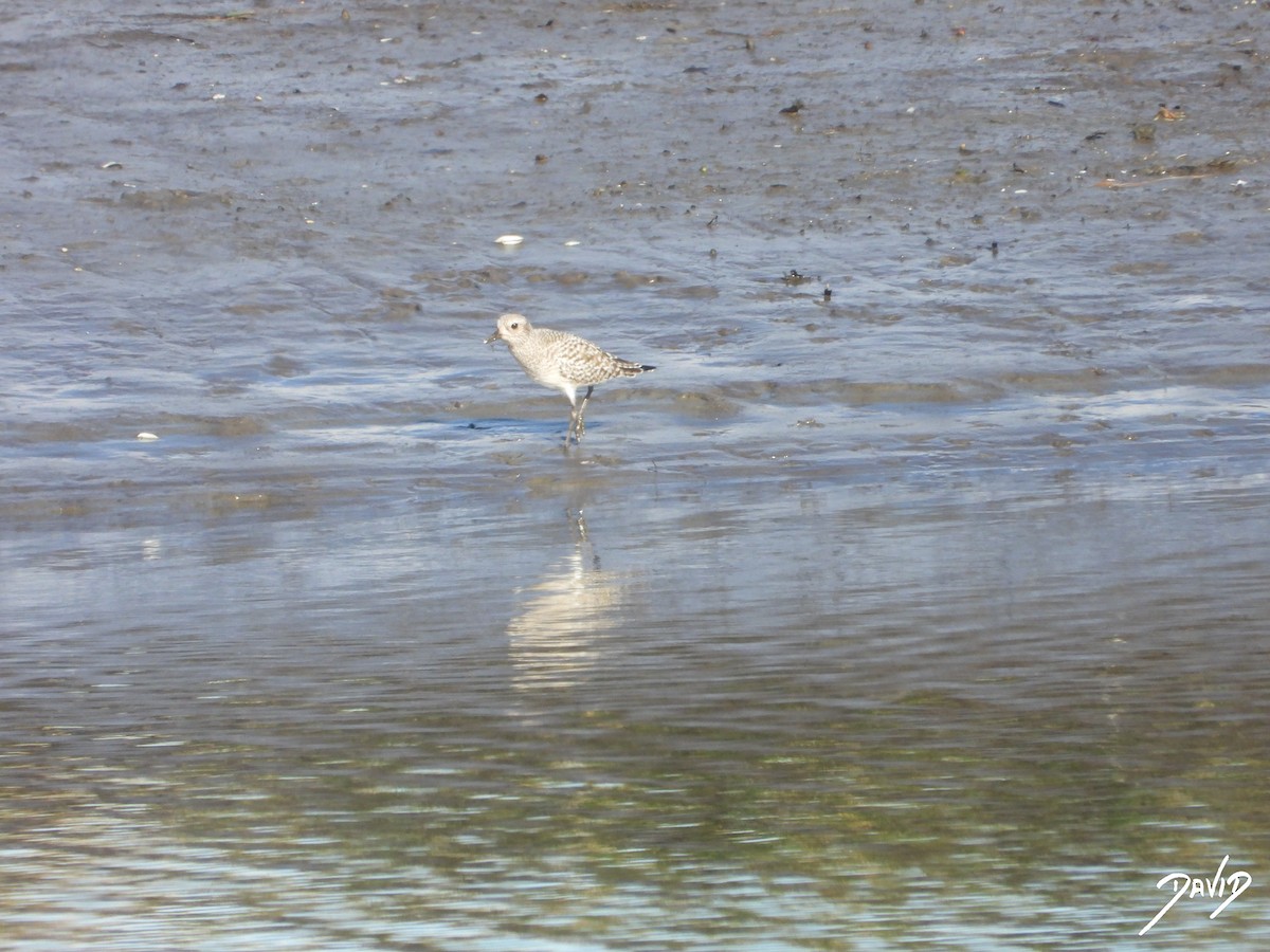 Тулес - ML647422814