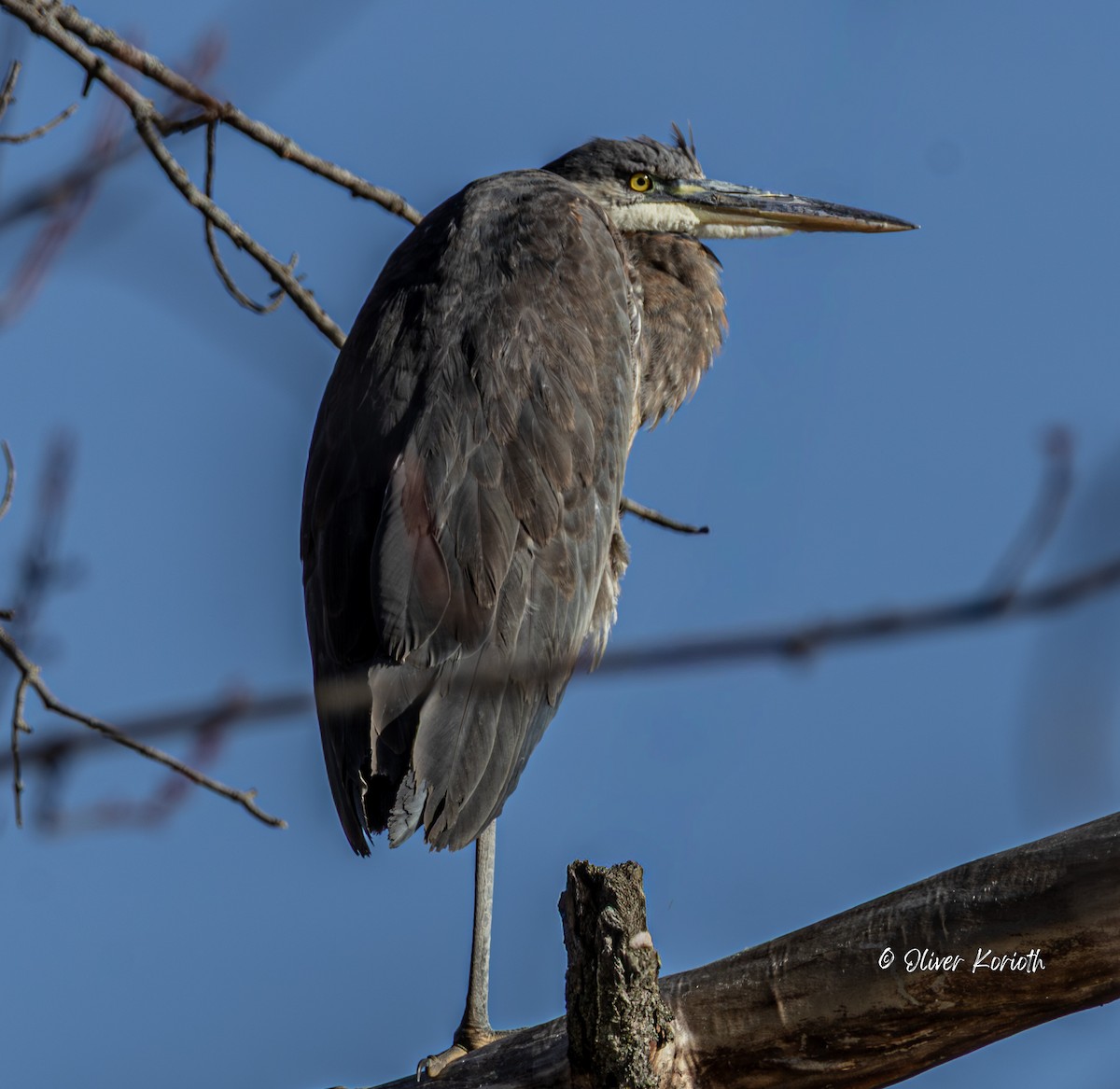 Большая голубая цапля - ML647422816