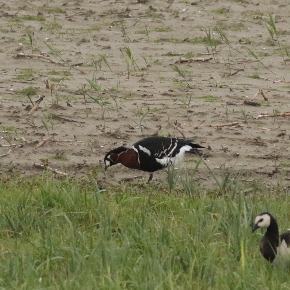 Краснозобая казарка - ML647422817