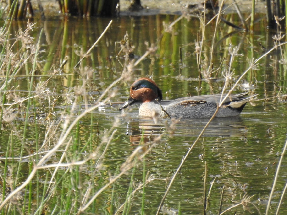 Чирянка мала - ML647422818