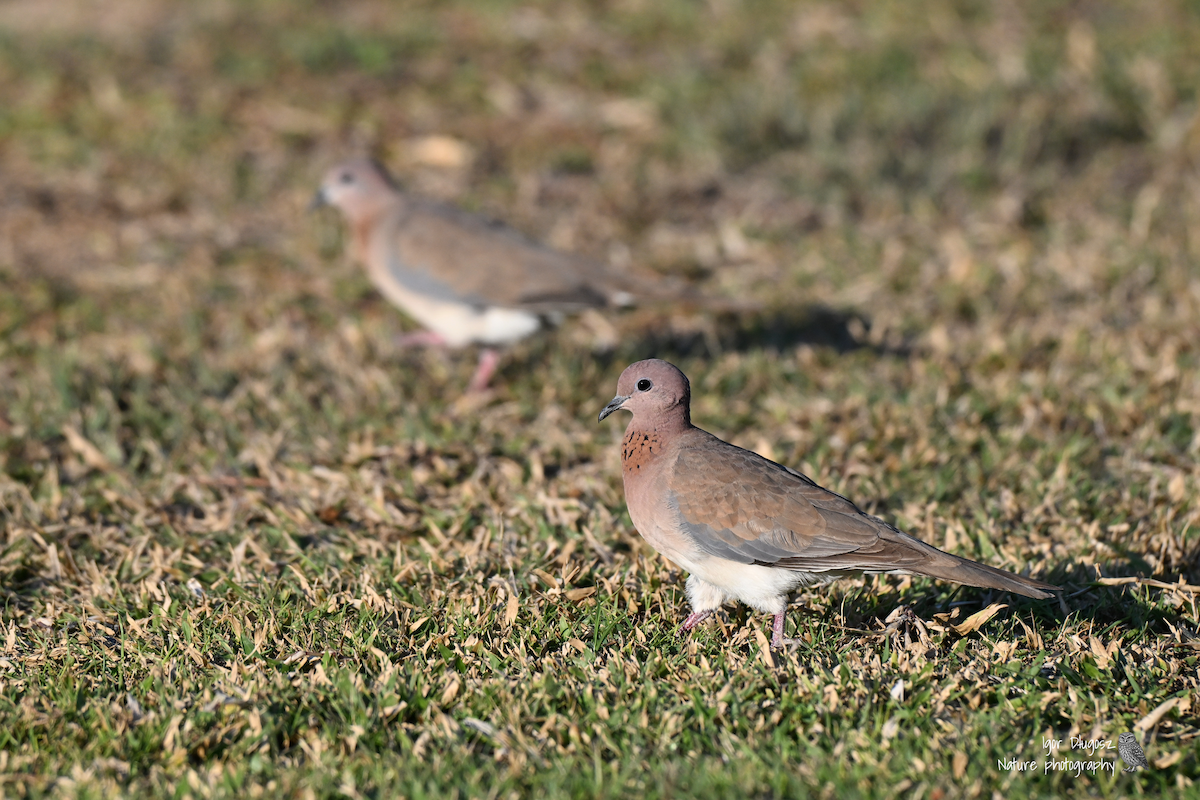 Малая горлица - ML647422819