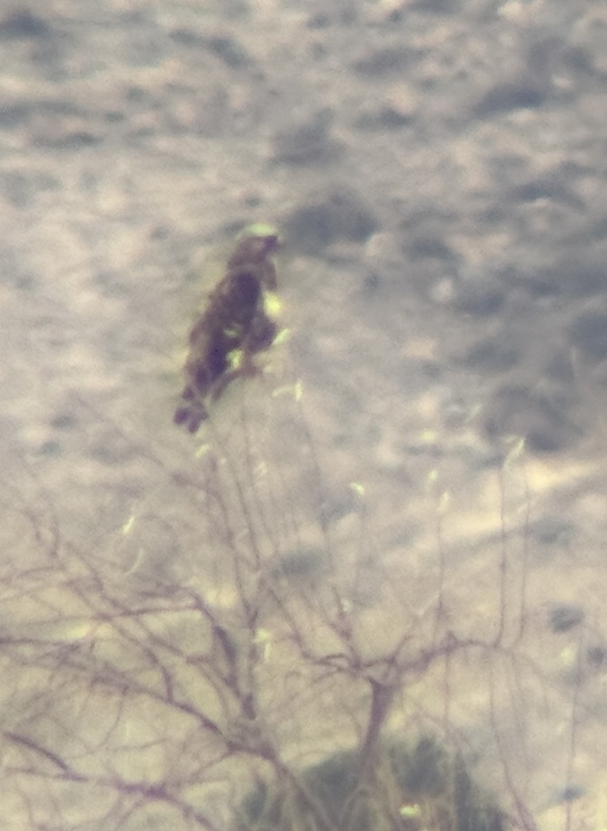 Зимняк - ML647422820