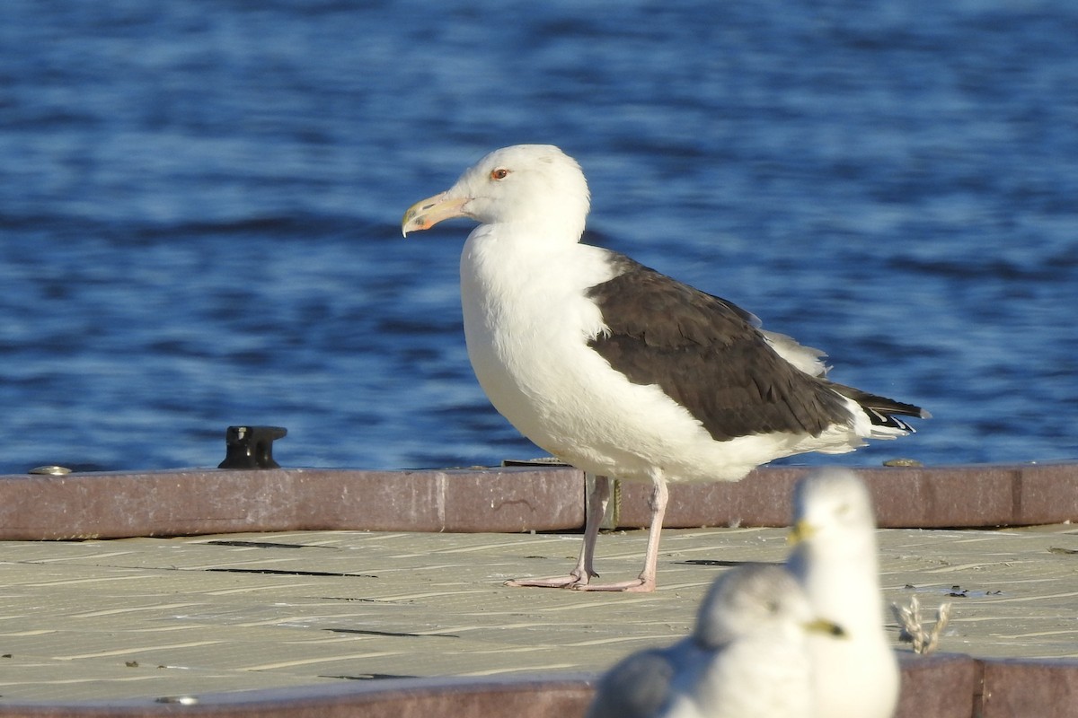 Морская чайка - ML647422821