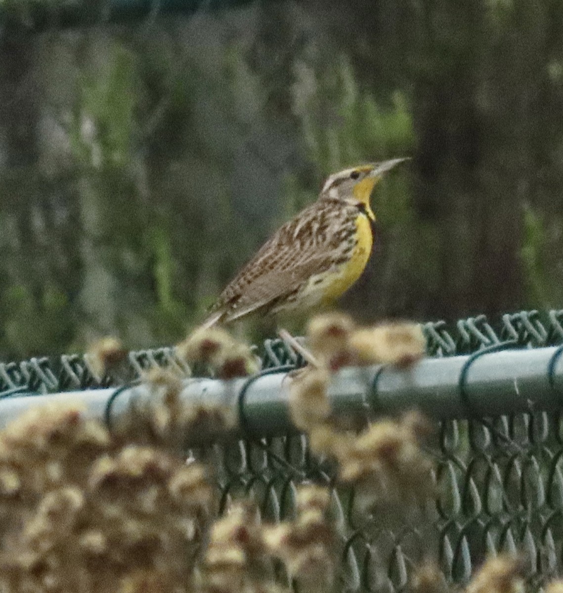 Западный луговой трупиал - ML647422822