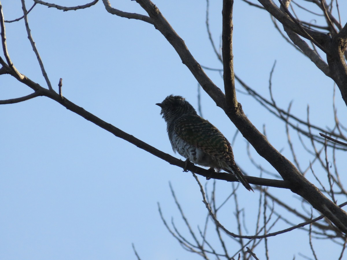 Белобрюхая кукушка - ML647422823