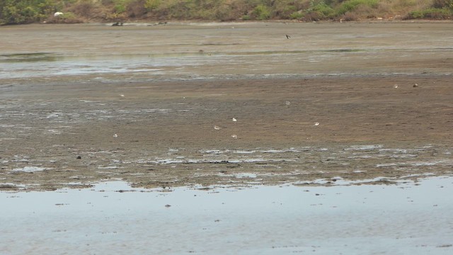 Tibetan Sand-Plover - ML647422824