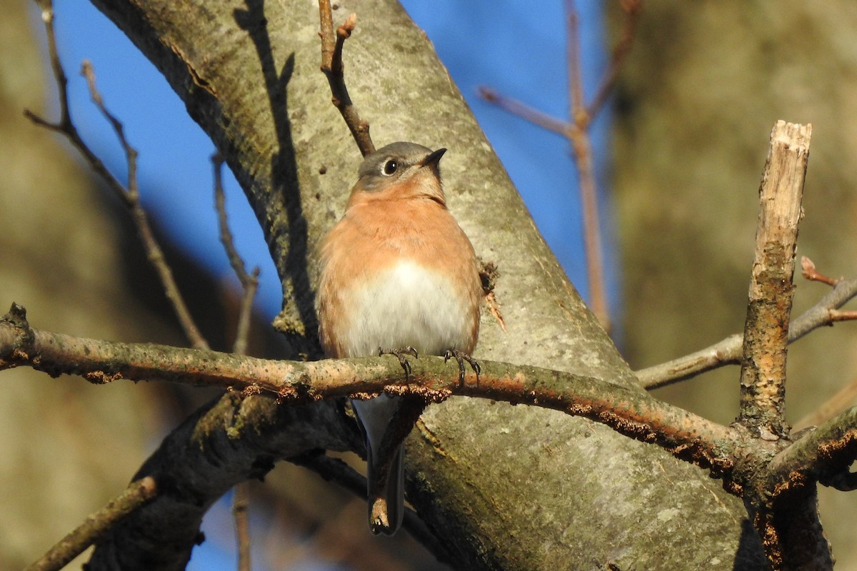 Восточная сиалия - ML647422825