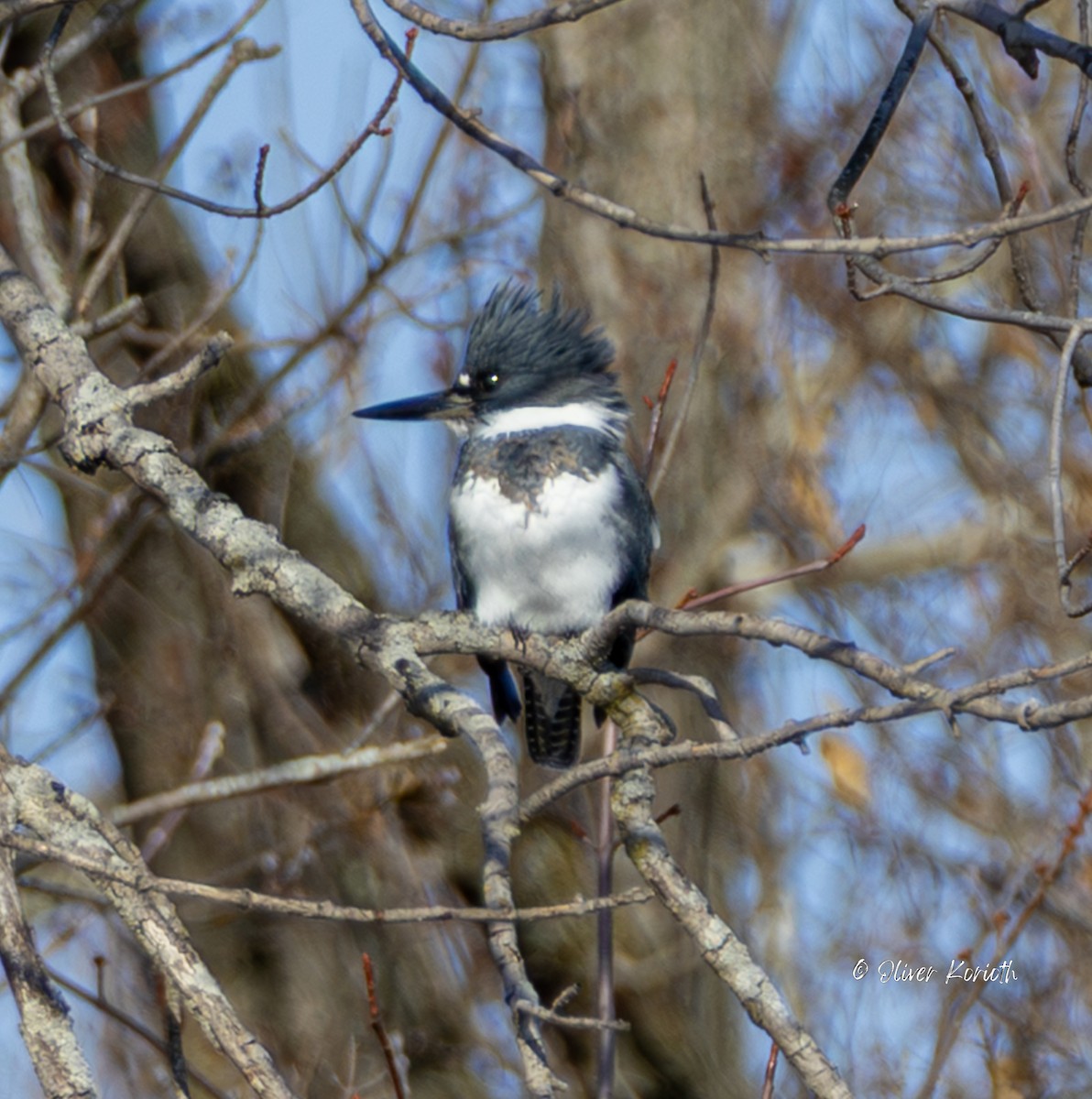 Опоясанный зимородок - ML647422826