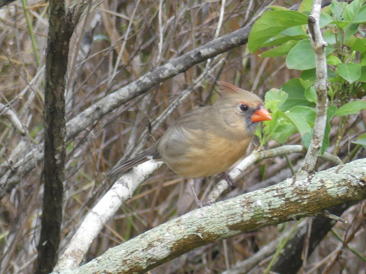 Красный кардинал - ML647422827