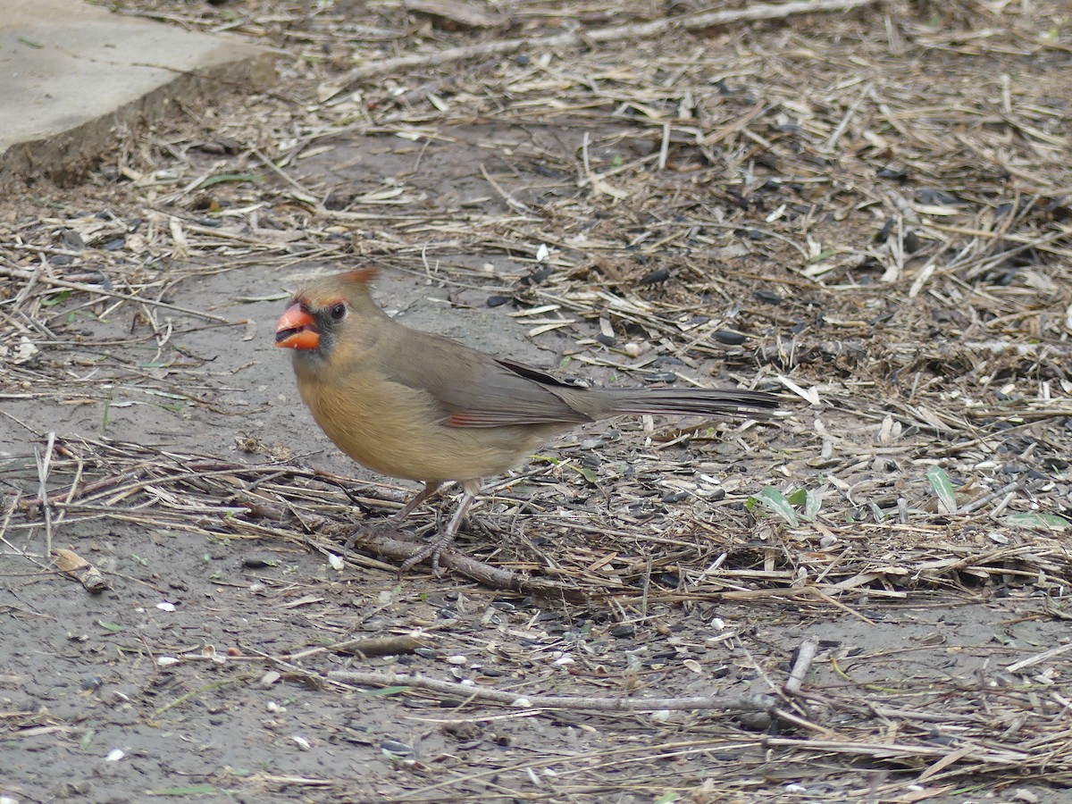 Красный кардинал - ML647422828