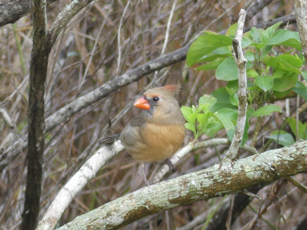 Красный кардинал - ML647422829