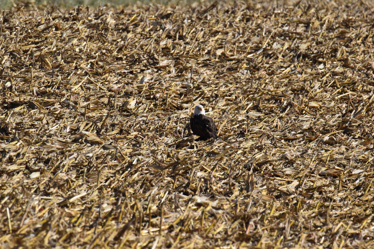 Белоголовый орлан - ML647422831