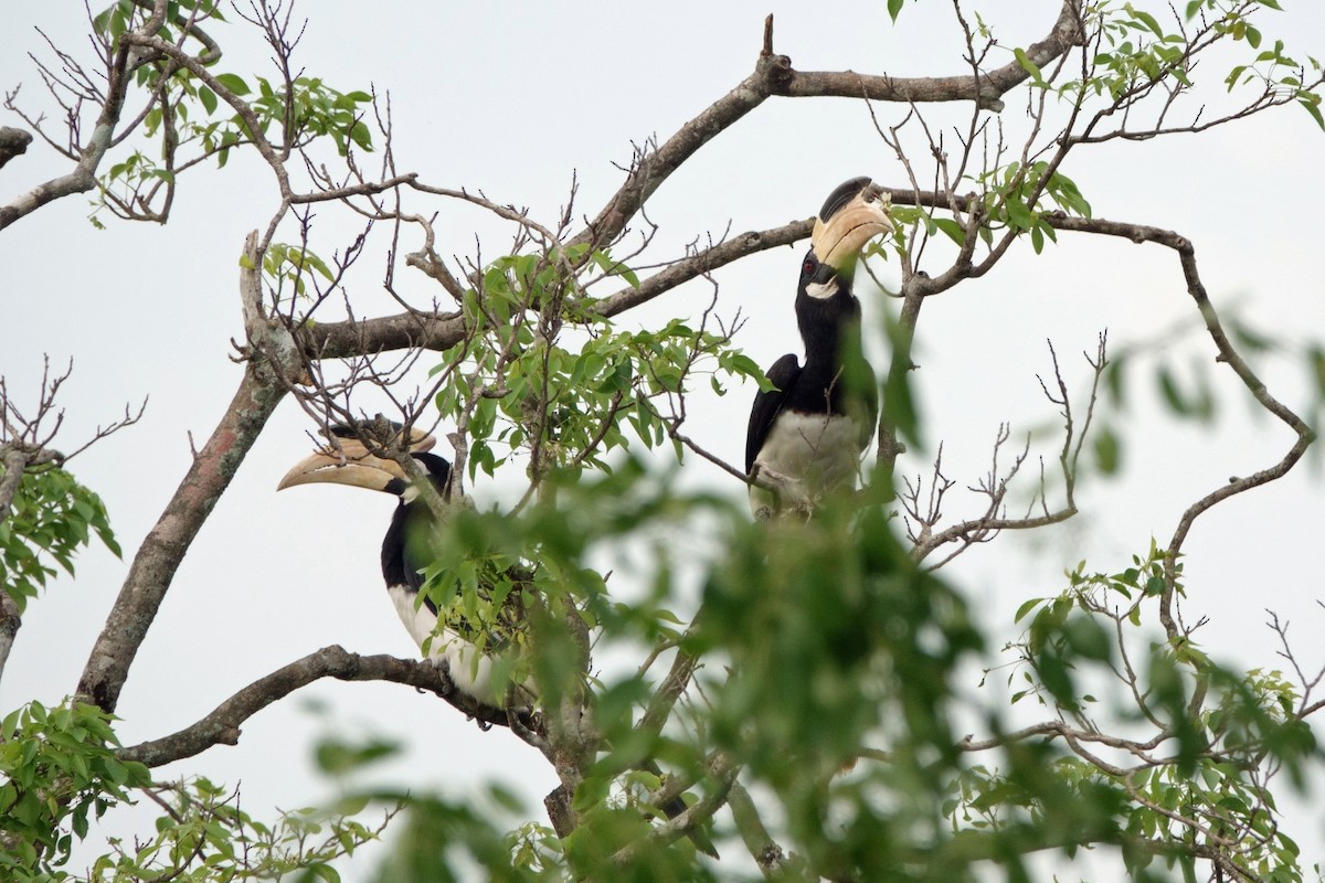 Malabar Pied-Hornbill - ML647422838