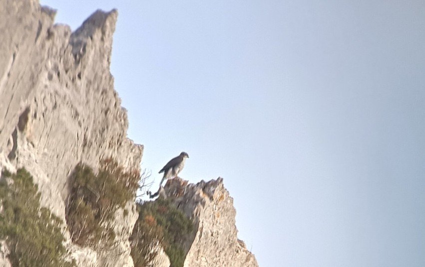 jestřáb lesní - ML647422849