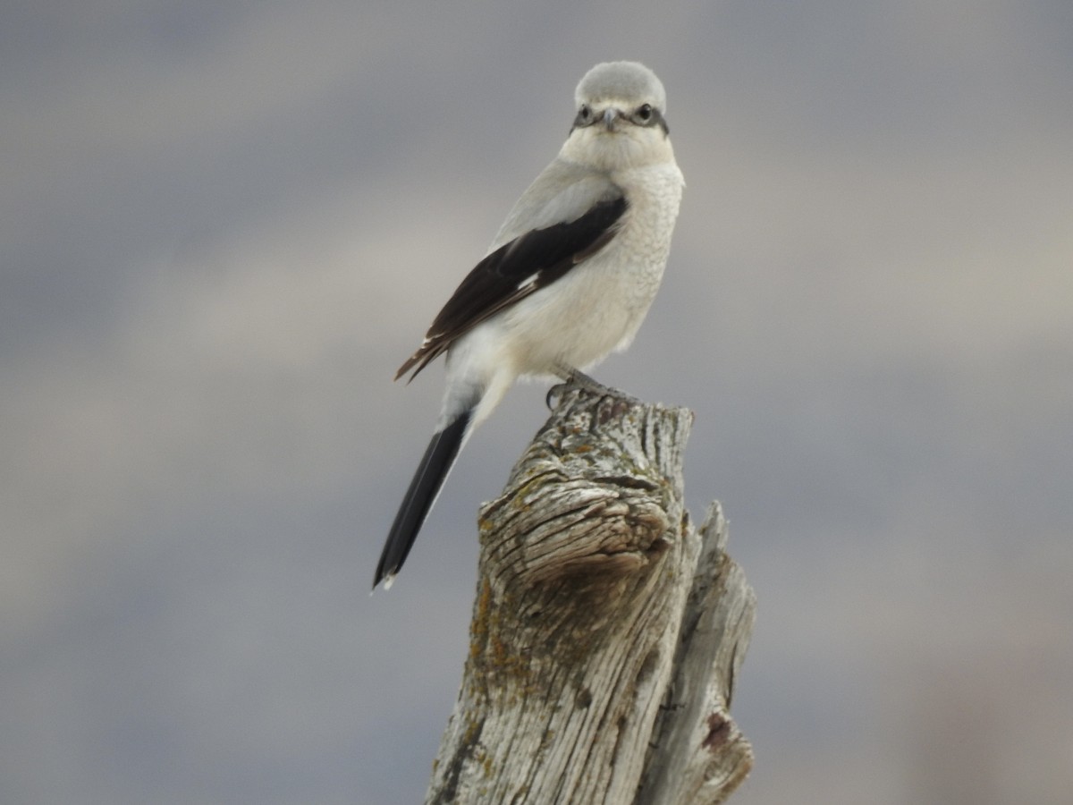 Northern Shrike - ML647422851