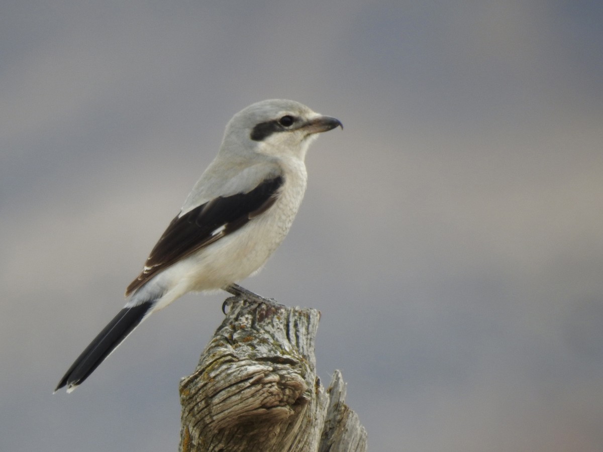 Northern Shrike - ML647422852