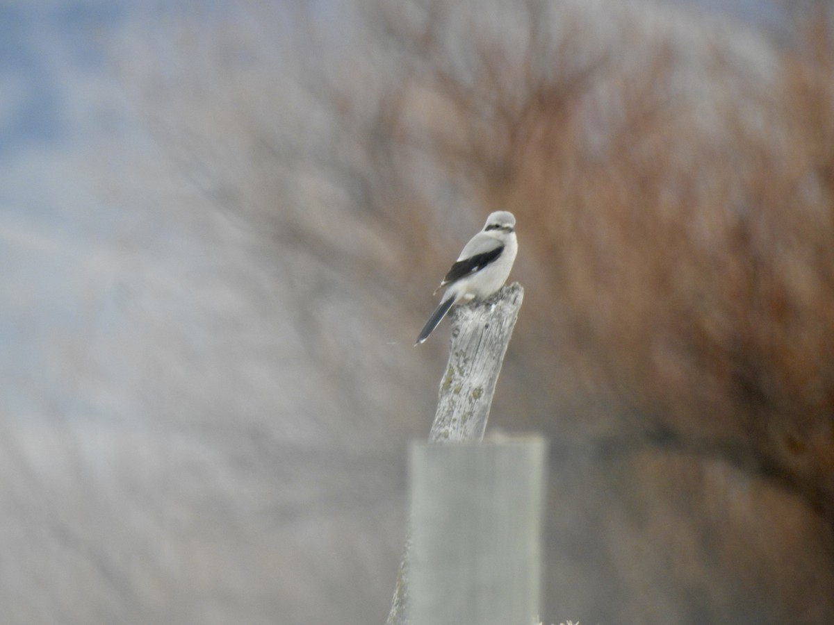 Northern Shrike - ML647422853