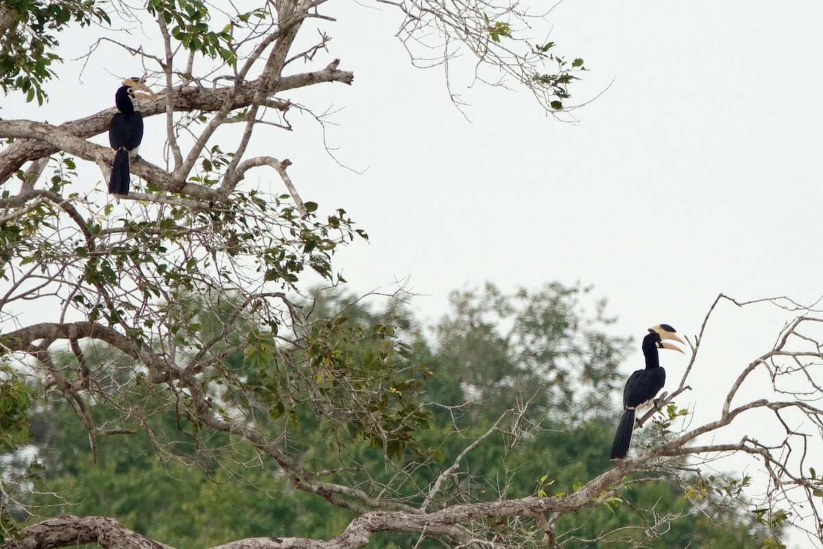 Malabar Pied-Hornbill - ML647422854