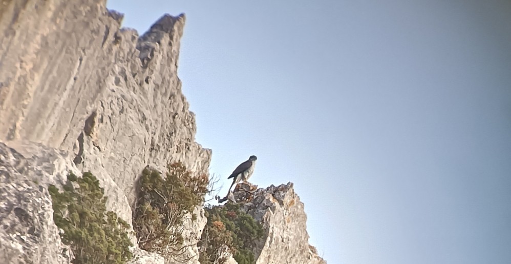 jestřáb lesní - ML647422857