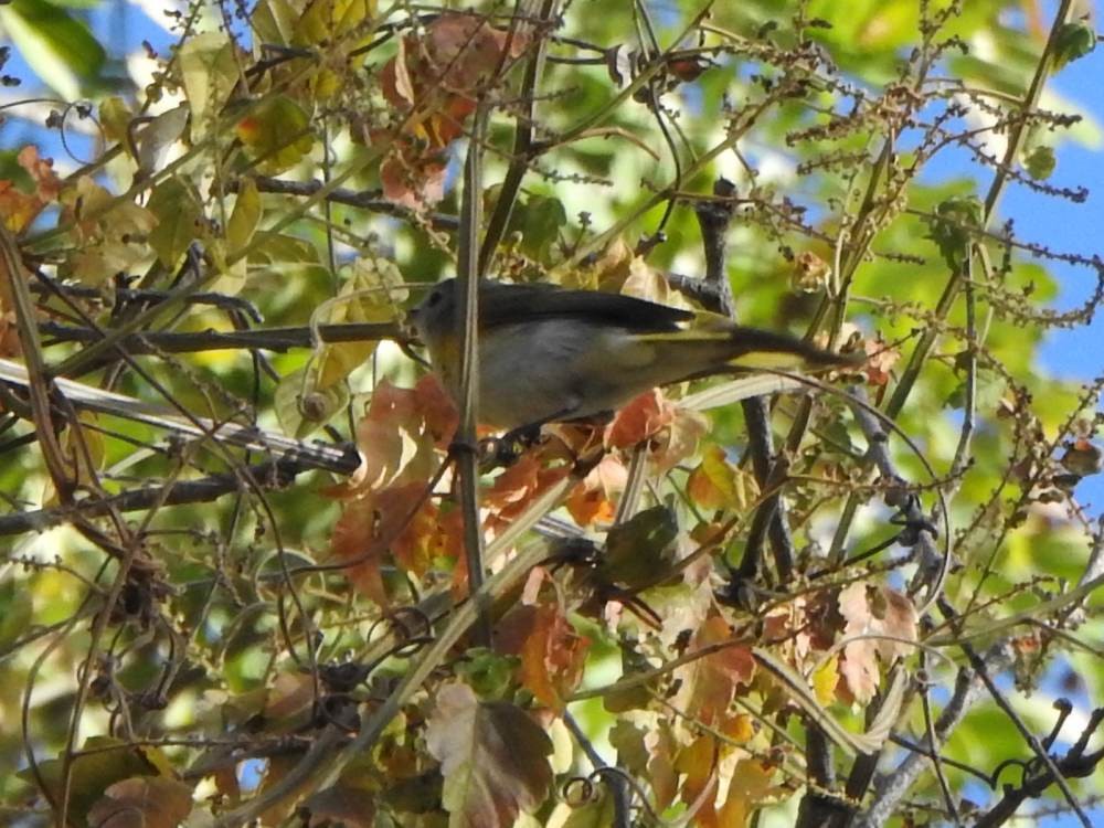 Горихвостковая древесница - ML647422862