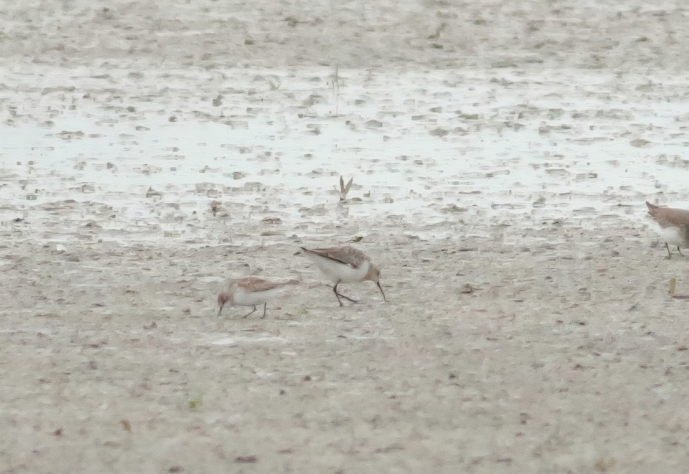 Little Stint - ML647422869