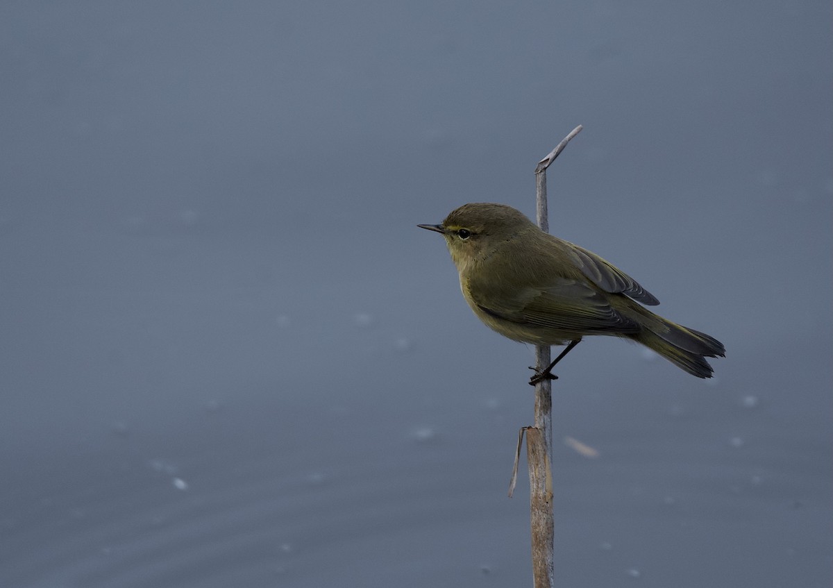 Вівчарик-ковалик - ML647422870