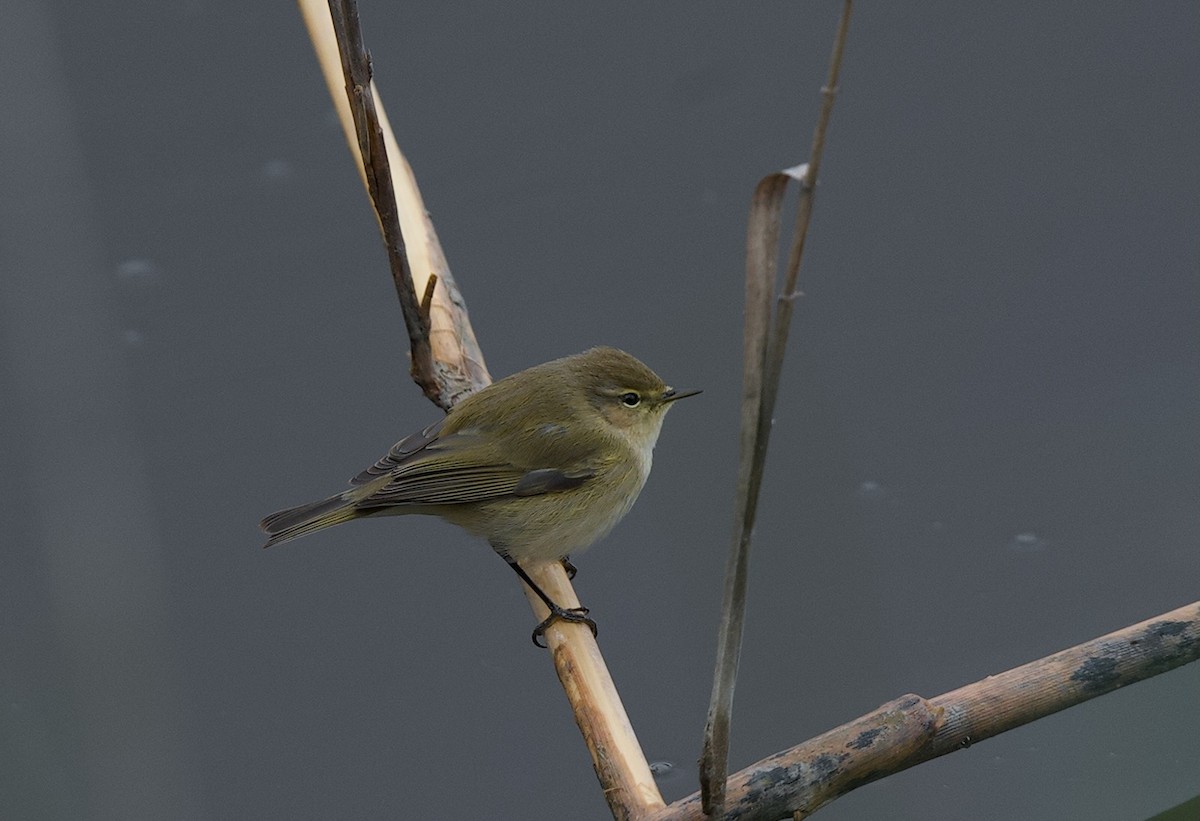 Вівчарик-ковалик - ML647422871