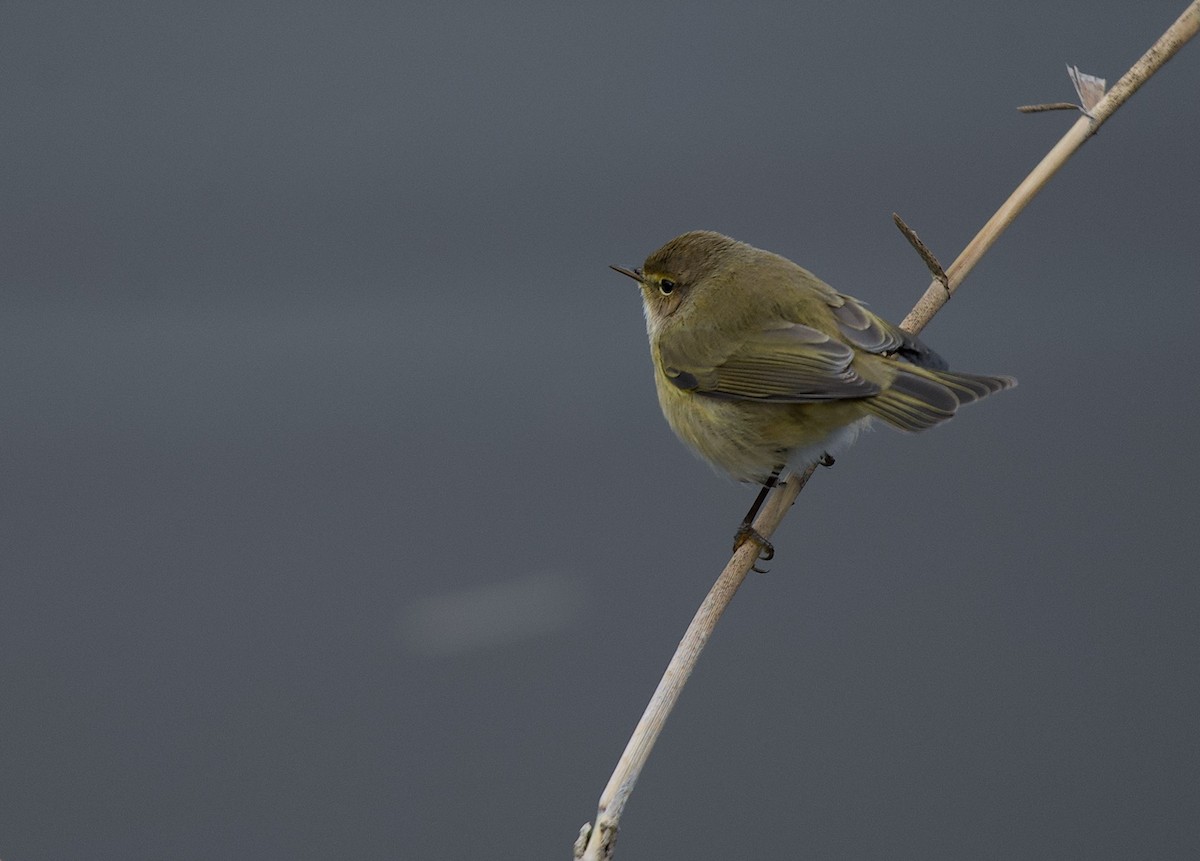 Вівчарик-ковалик - ML647422872
