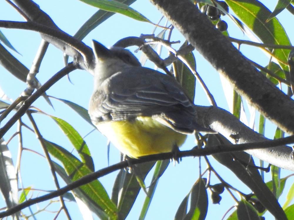 Тиран тропічний - ML647422874