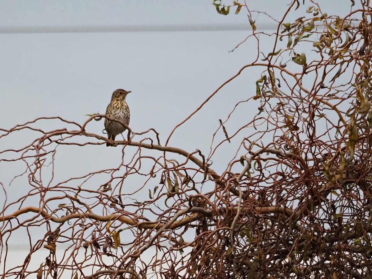 Дрізд співочий - ML647422875