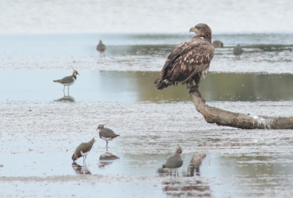 Орлан-білохвіст - ML647422876