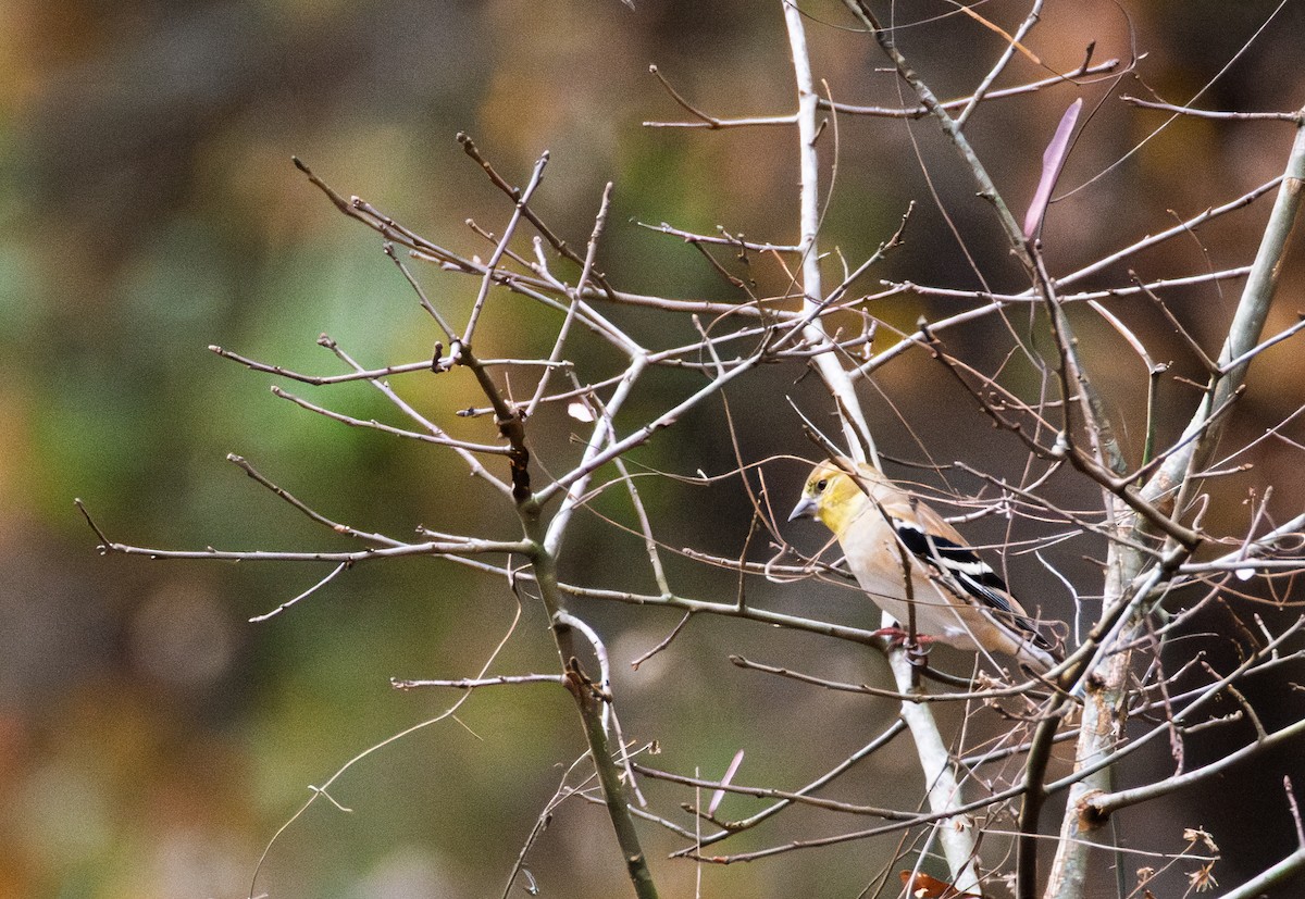 Чиж золотий - ML647422880