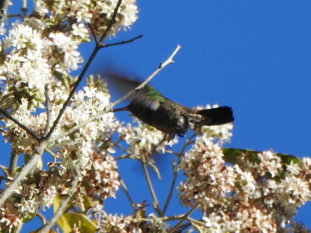 Амазилія-берил тобазька - ML647422881