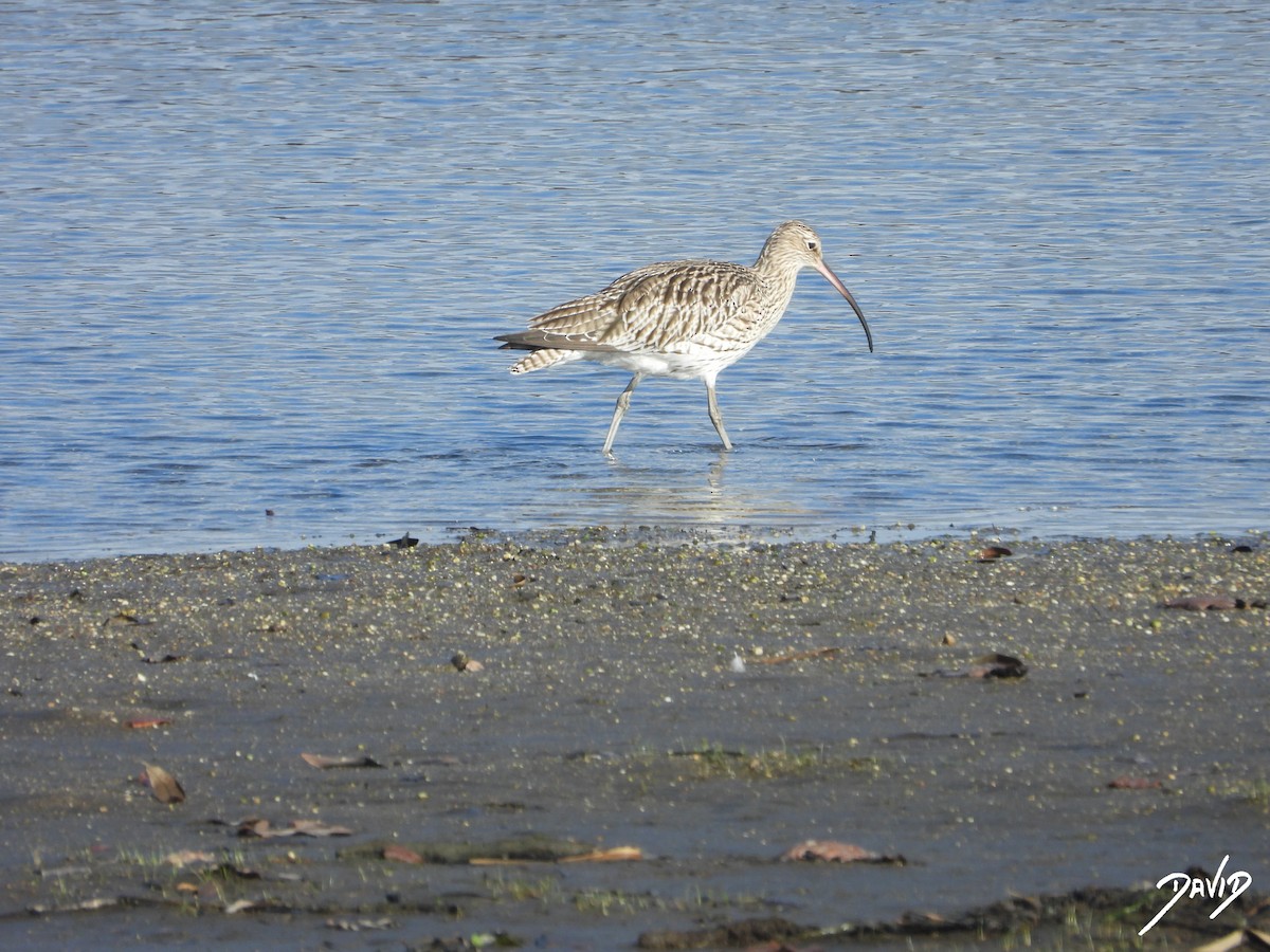 Кульон великий - ML647422882